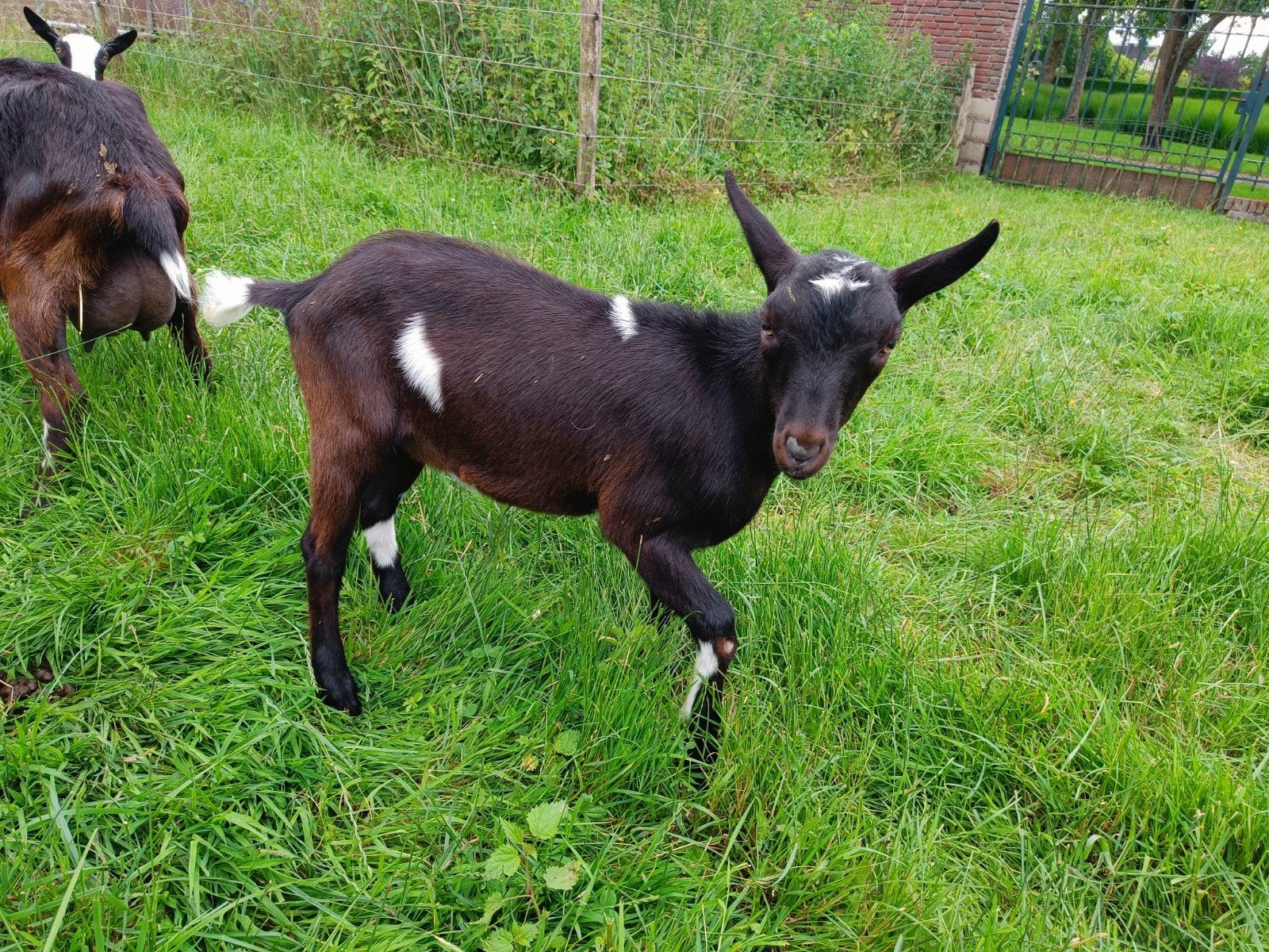 Drie mooie bokjes te koop - Bonte geiten (melkgeiten!), Dieren en Toebehoren, Schapen, Geiten en Varkens, Meerdere dieren, Geit