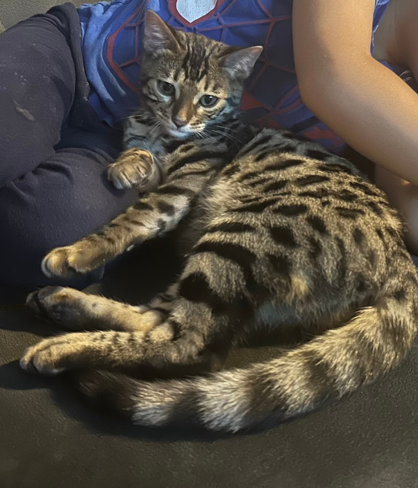 Bengaalse peos met stamboom Fok toegestaan!, Dieren en Toebehoren, Poes, Met stamboom