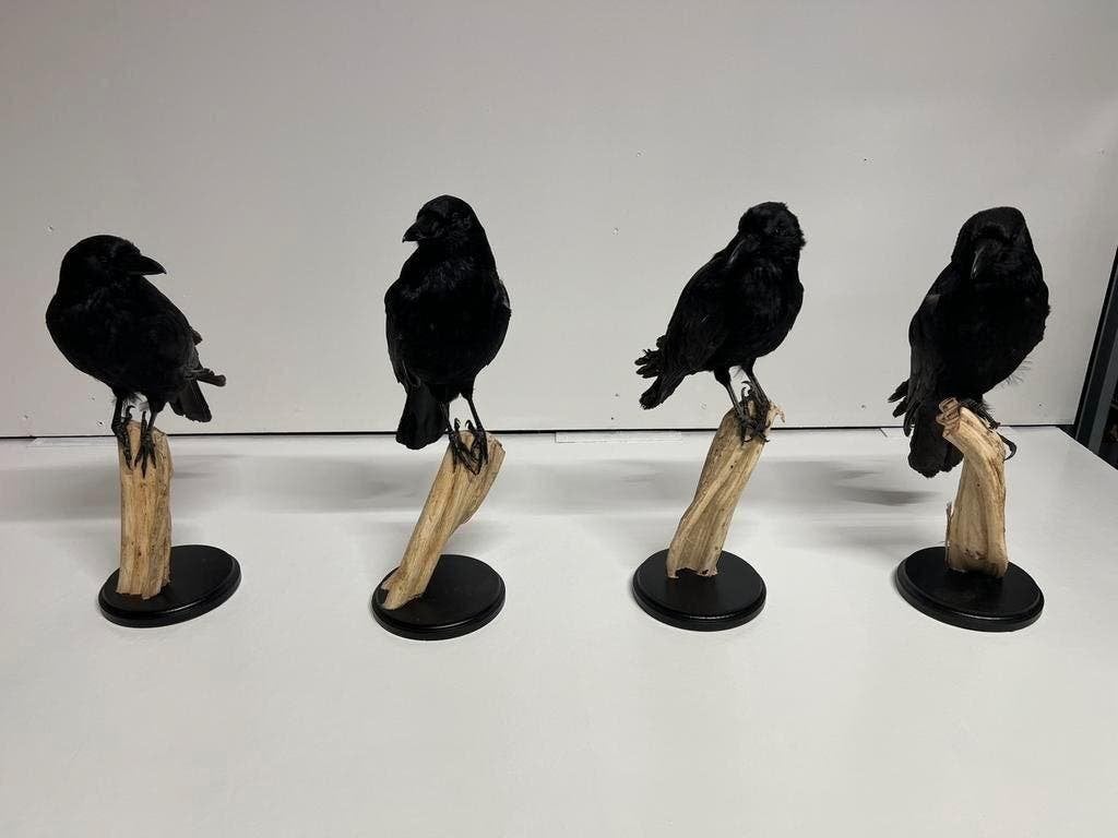Opgezette Kraai uniek decoratie op houten stronk, Verzamelen, Ophalen of Verzenden, Zo goed als nieuw, Vogel, Opgezet dier