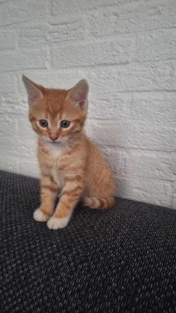 Kater kitten rood, Kater, Kortharig, 0 tot 2 jaar