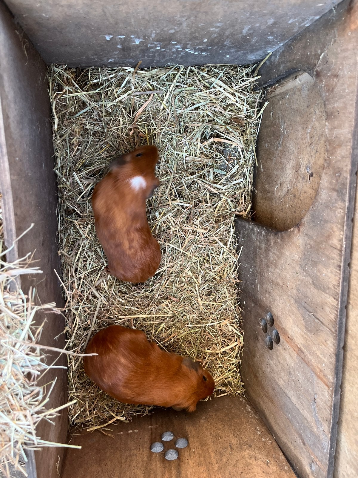 Twee cavia beertjes, Mei, Mannelijk, Cavia