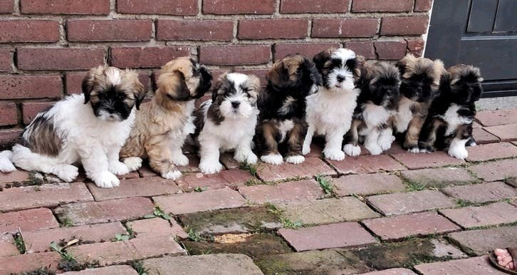 Te koop Lhasa apso x Lhasa apso pups, Dieren en Toebehoren, Overige rassen, 8 tot 15 weken, Meerdere, Meerdere dieren