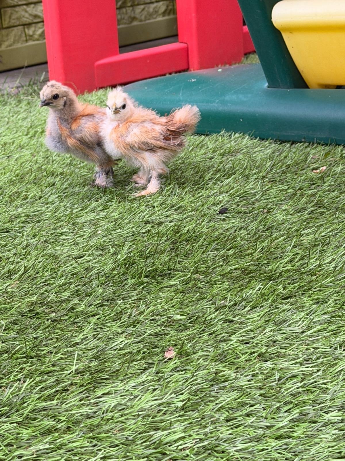 Kuikens zijdehoenders, Dieren en Toebehoren