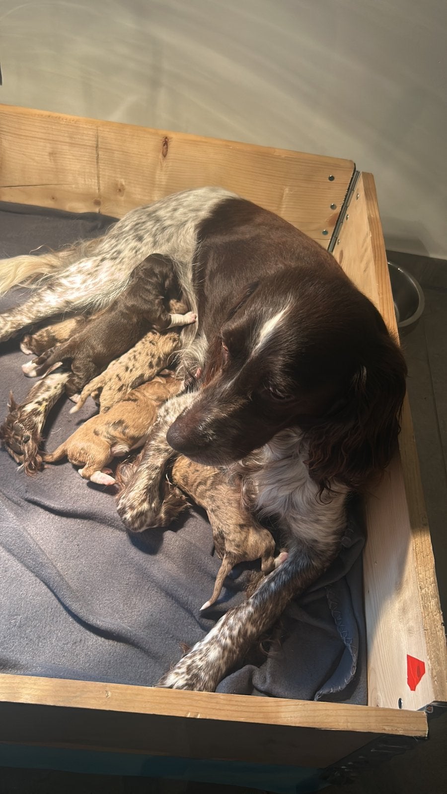 Heidewachtel / australian shepherd puppy’s, 8 tot 15 weken, Meerdere, Meerdere dieren, CDV (hondenziekte)