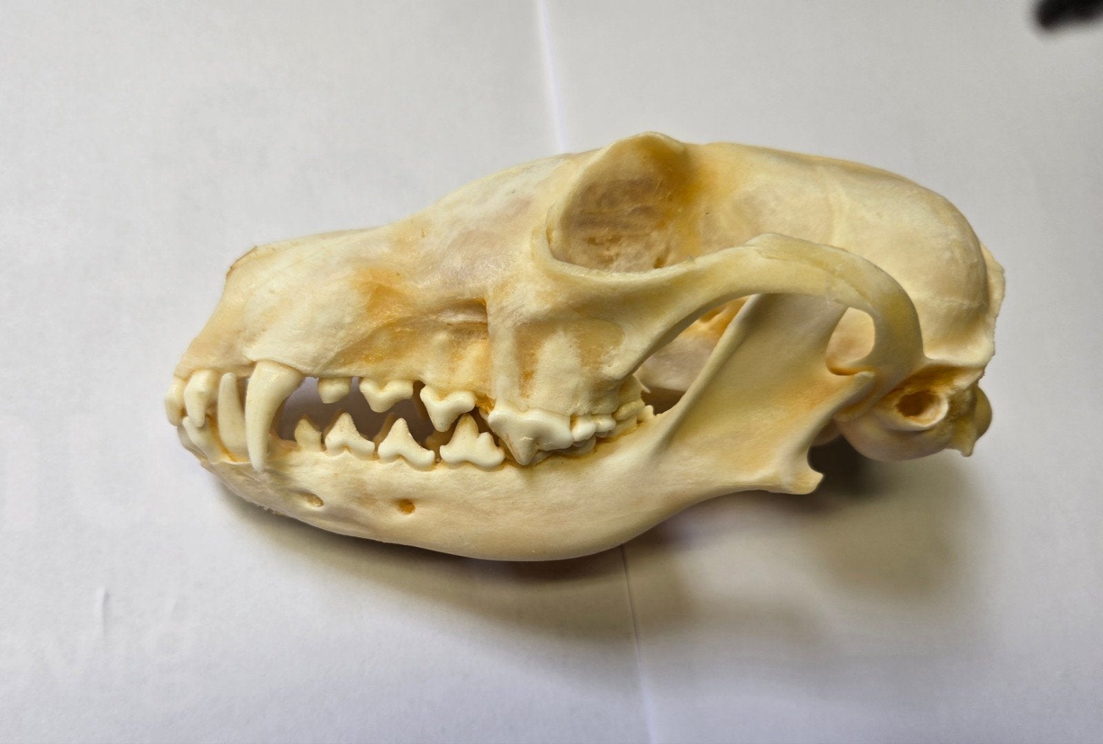 Schedel Zilvervos ( vulpes vulpes) Taxidermie Fox Skull, Ophalen of Verzenden, Wild dier, Schedel