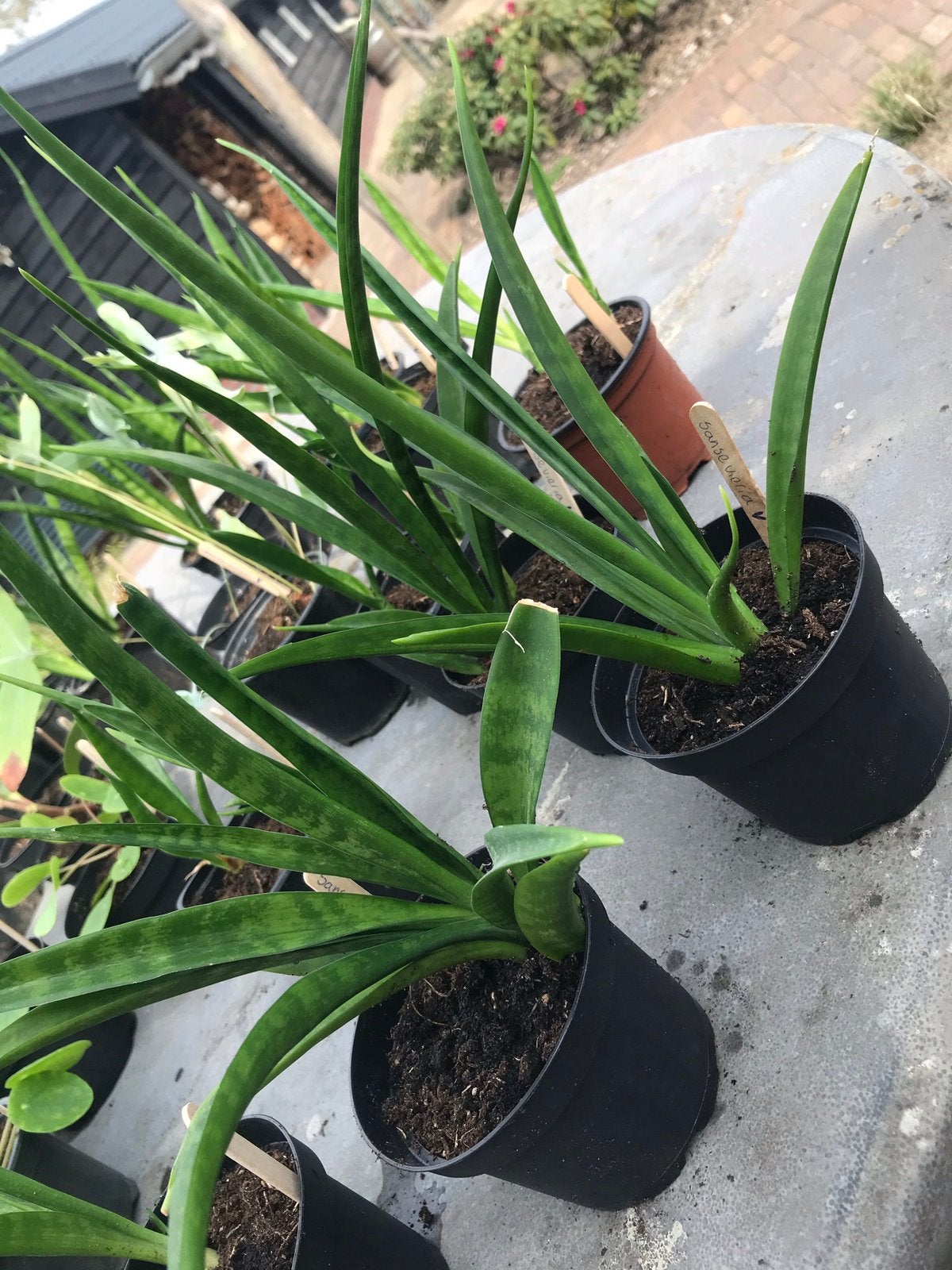 Sansevieria/ vrouwentong stekjes te koop, Ophalen of Verzenden