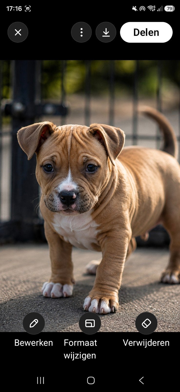 american bully pocket bully 10 weken, Dieren en Toebehoren, Parvo, Overige rassen, 8 tot 15 weken, Meerdere
