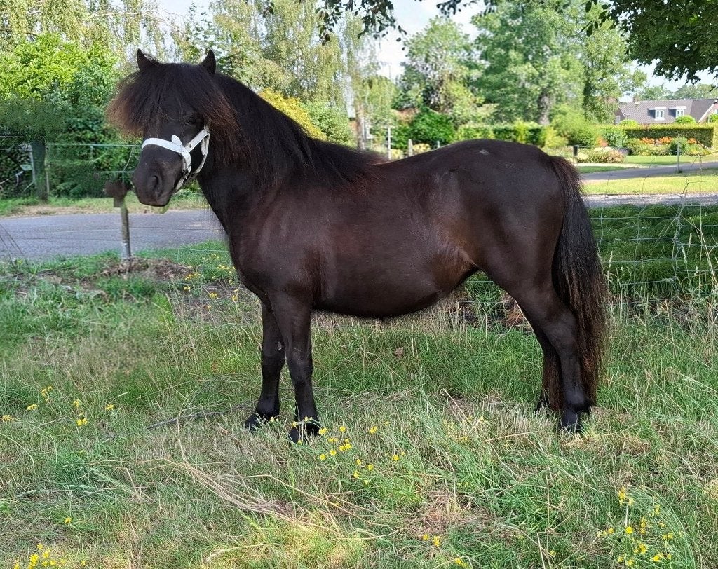Shetlander merrie, Dieren en Toebehoren, Merrie