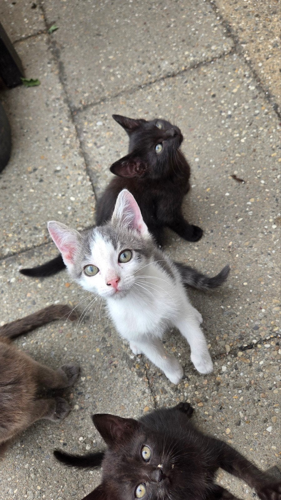 4 Kittens   beschikbaar, Meerdere dieren