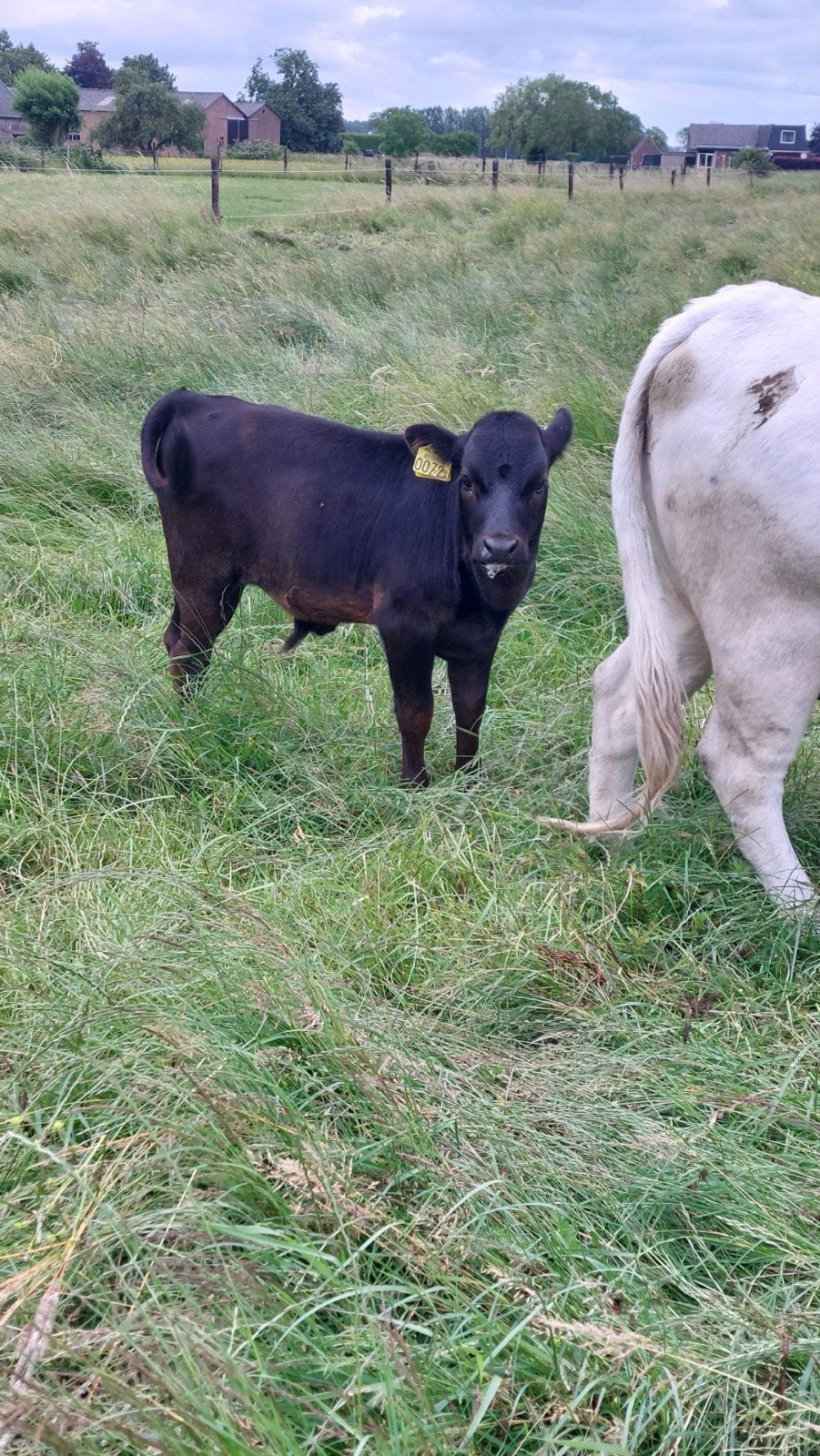 Dahomey stierkalf mini koe mini rund mini angus, Mannelijk, 0 tot 2 jaar