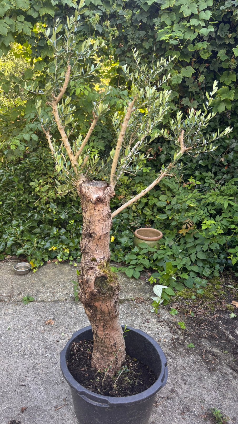 Mooie olijfboom circa 1.70m hoog, 100 tot 250 cm, Olijfboom, Zomer, Ophalen