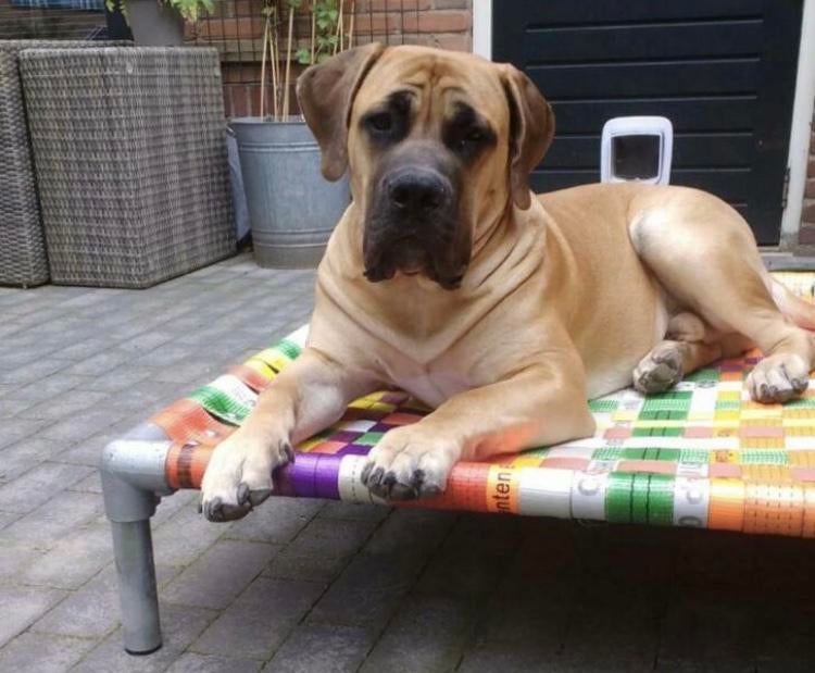 Hondenmand ✅ hondenstretchers hondenmand hondenbed bench, Dieren en Toebehoren, Ophalen of Verzenden, Nieuw, Overige