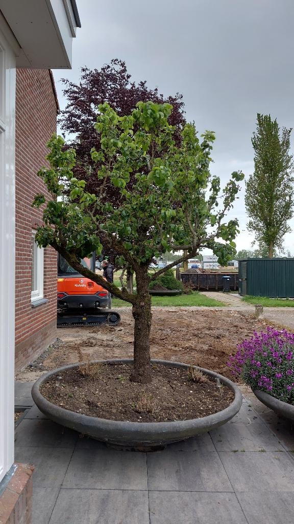 Perenboom, Ophalen, 250 tot 400 cm, Perenboom, Lente