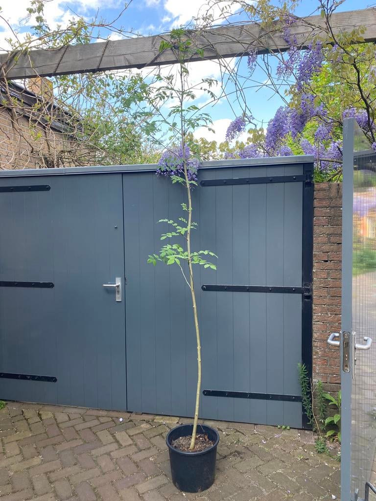 Es - Fraxinus excelsior hoogte 250 cm, Tuin en Terras, Overige soorten, 250 tot 400 cm, Zomer, Ophalen