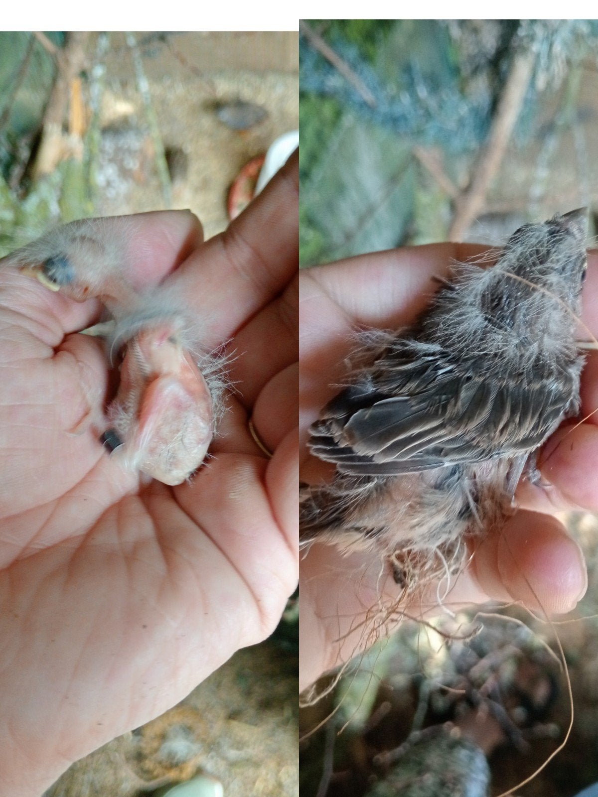 Mexicaanse roodmus pop, Vrouwelijk, Wildzangvogel, Geringd