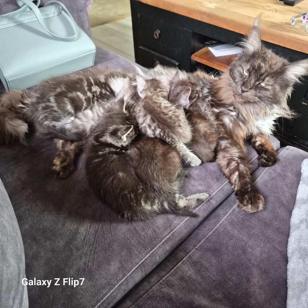 Maine Coon mix kittens, Meerdere dieren, Ontwormd, 0 tot 2 jaar
