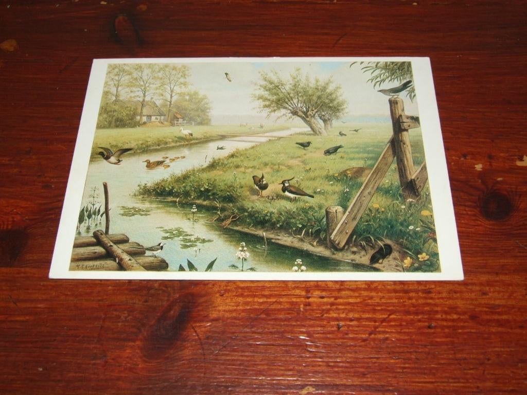 496- M.A. KOEKKOEK - VOGELS, Verzenden, 1960 tot 1980, Gelopen, Vogel