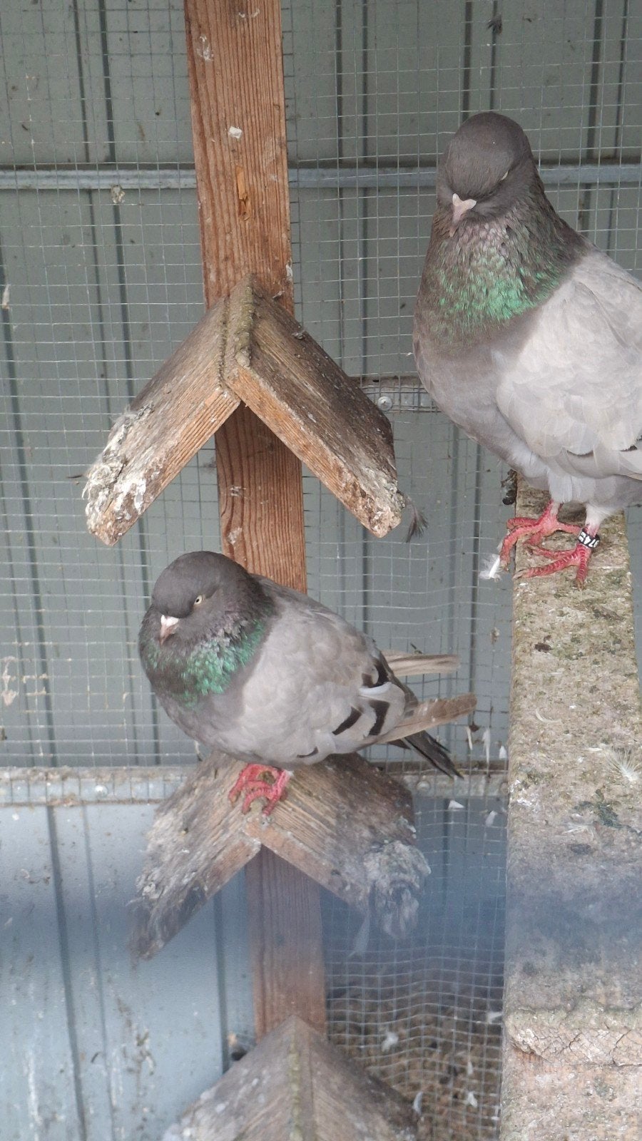 Amsterdamse tuimelaar, Dieren en Toebehoren, Vogels | Duiven, Meerdere dieren, Overige soorten