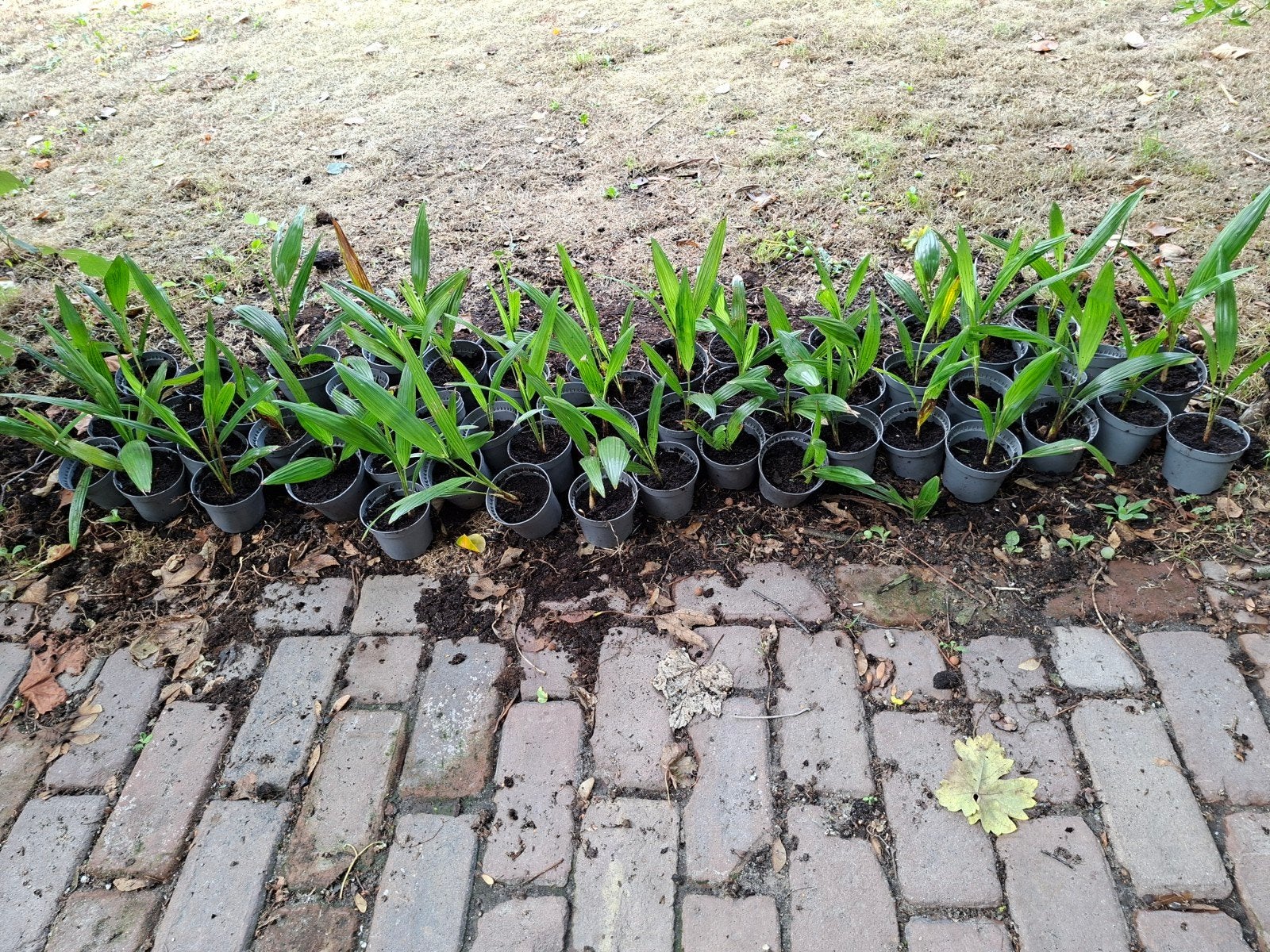 Trachycarpus Fortinei zaailingen, Ophalen, Overige soorten, Volle zon