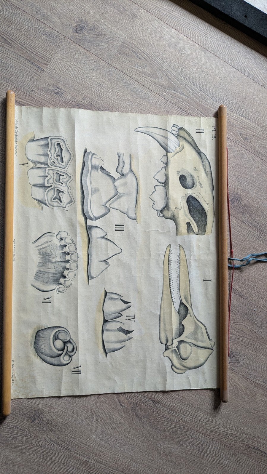 Vintage Zoölogische Wandplaat - Schedels en Tanden, Antiek en Kunst, Ophalen, Natuur en Biologie