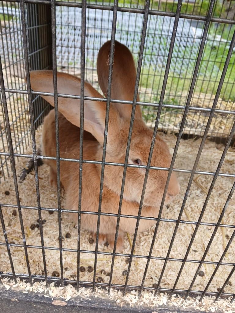 Bruin lief konijn, Dieren en Toebehoren, Konijnen, Vrouwelijk, Groot, 3 tot 5 jaar