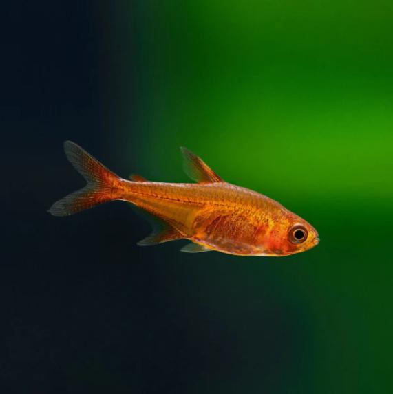 Hyphessobrycon amandae - Amber tetra - Koidream Valburg, Vis, Zoetwatervis, Schoolvis
