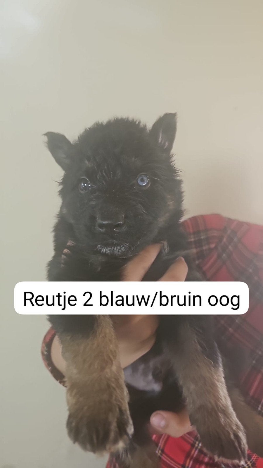 Duitse herder mix pups, Dieren en Toebehoren, 8 tot 15 weken, Meerdere, Meerdere dieren, Herder
