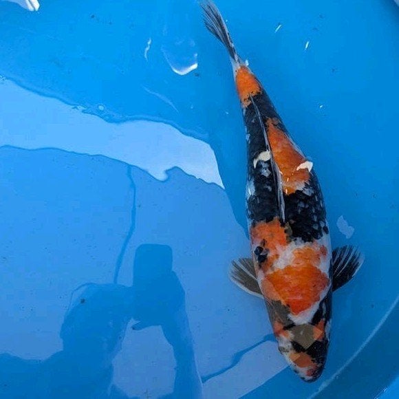 HQ Showa 52 cm  (2x prijs 2024 Oldenzaal), Dieren en Toebehoren, Vissen | Vijvervissen, Karper of Koi