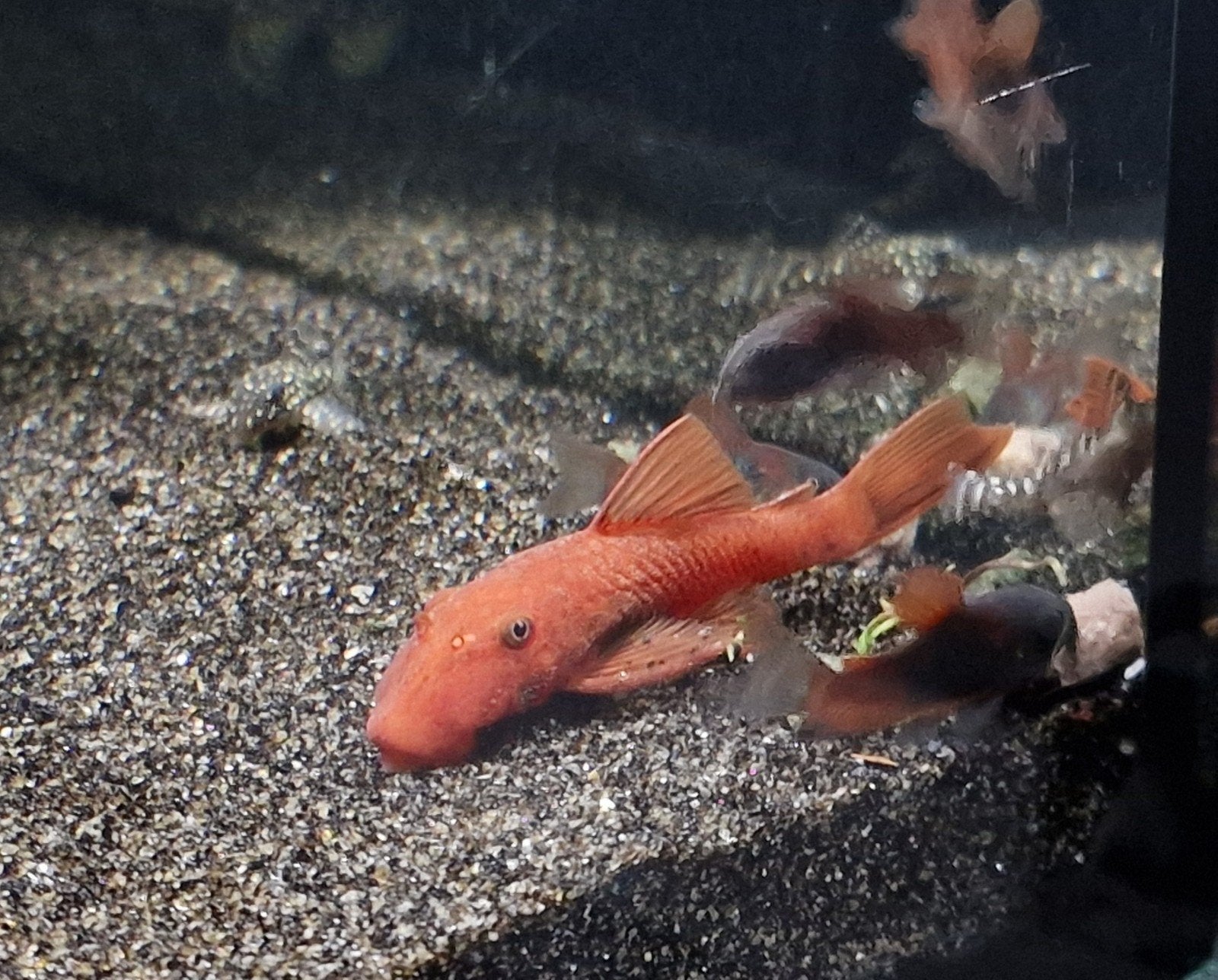 Super red ancistrus, Vis