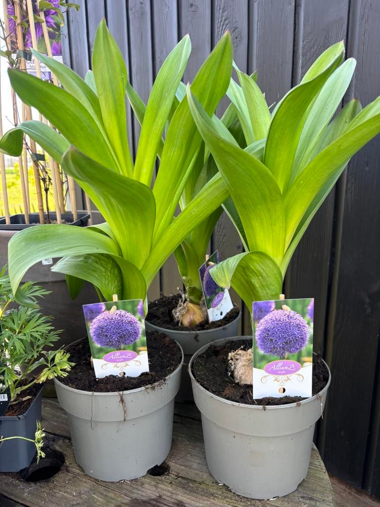 Allium XXL, Ophalen of Verzenden, Bloembol
