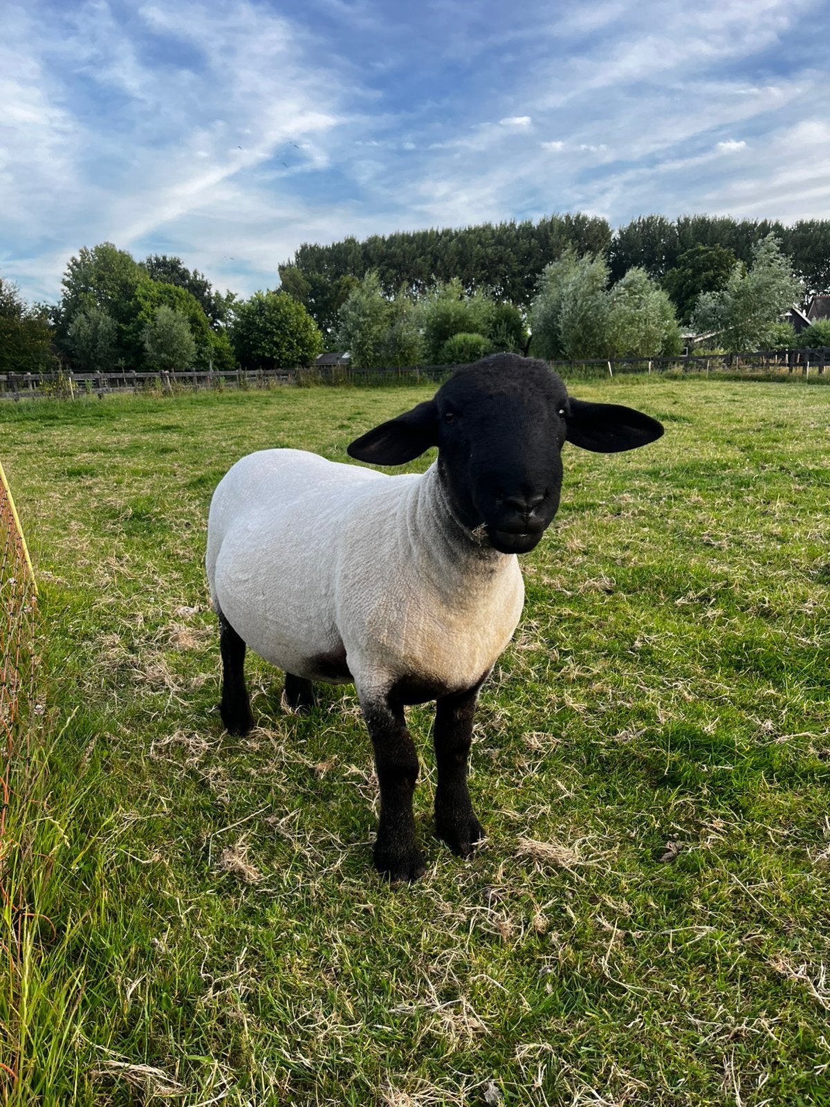 Suffolk ram, Mannelijk, Schaap
