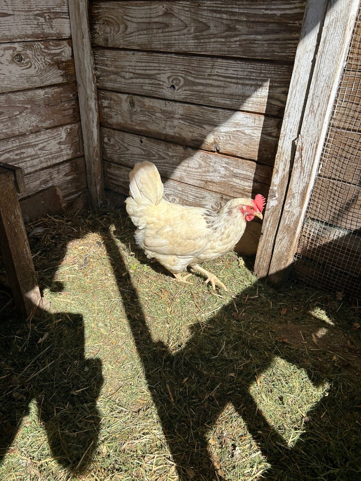 Sussex kip  ( Groot Ras ), Dieren en Toebehoren, Vrouwelijk, Kip