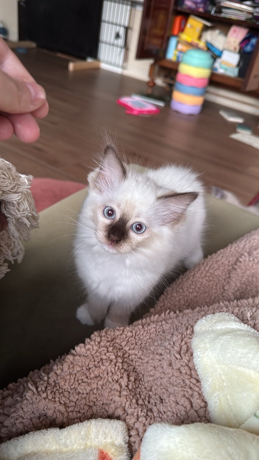 Lieve ragdoll poesjes kunnen verhuizen,, Poes