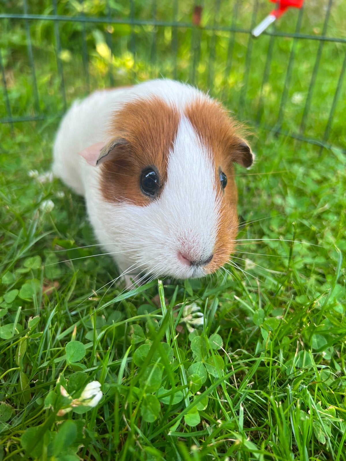 Lieve cavia mist een vriendje!, Dieren en Toebehoren, Knaagdieren, Cavia, December, Vrouwelijk, Tam
