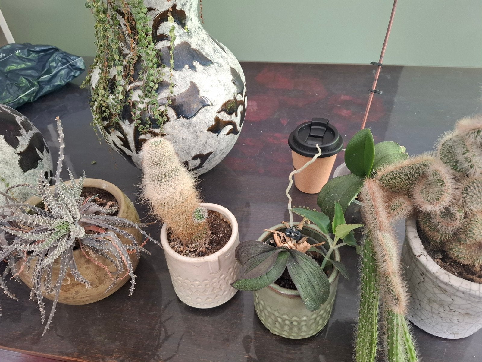 7 kamerplanten waaronder cactussen en orchideeen, Ophalen of Verzenden, Halfschaduw, Minder dan 100 cm