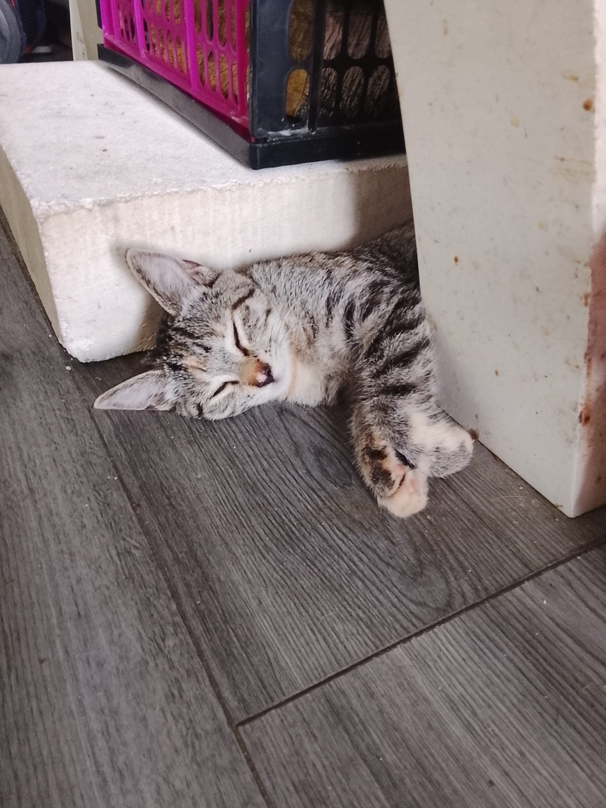 2 lieve poezen zorken met spoed een huis, Meerdere dieren, Kortharig, 0 tot 2 jaar