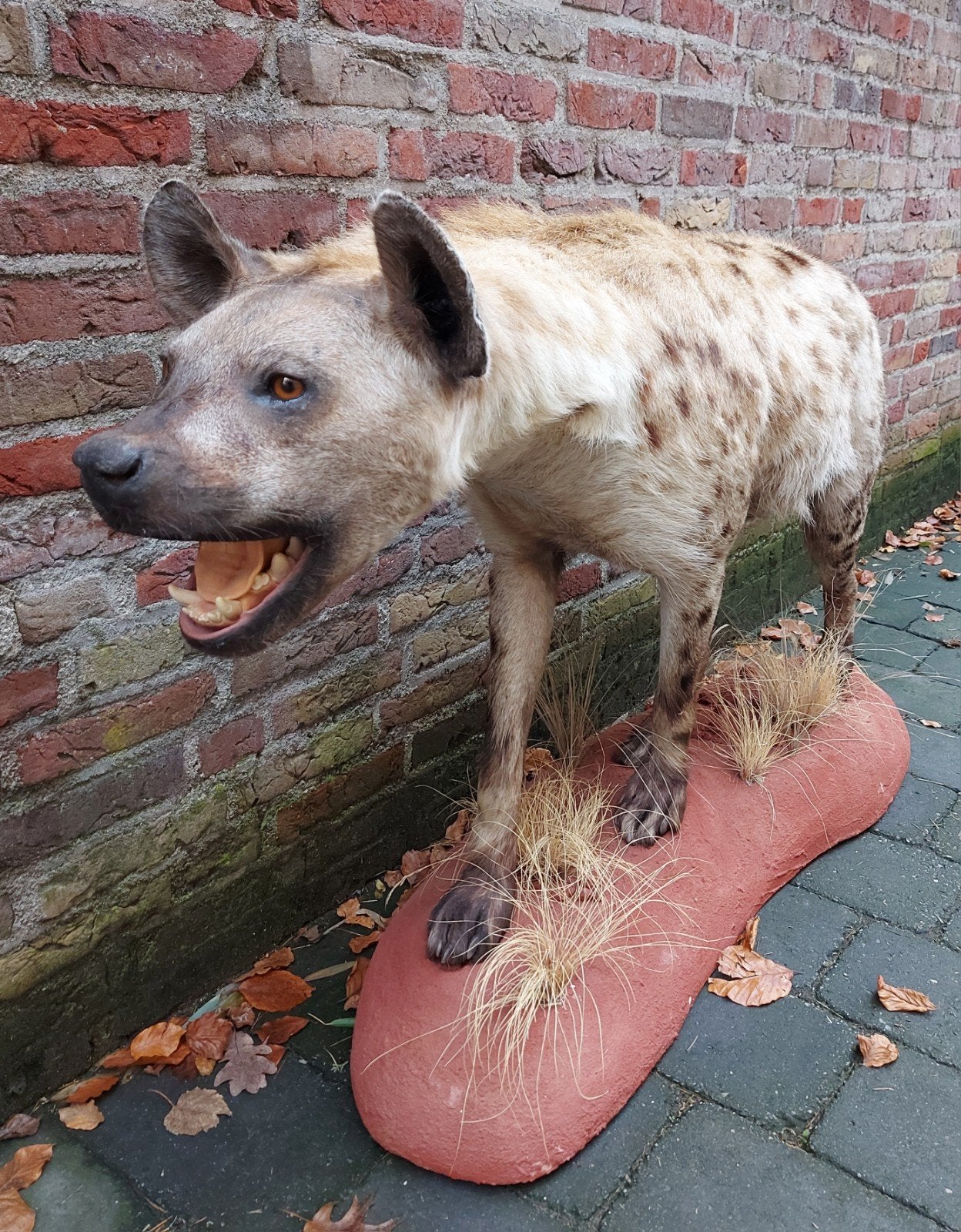 opgezette hyena taxidermy opgezet afrika schedel hert gewei, Verzamelen, Ophalen, Wild dier, Opgezet dier