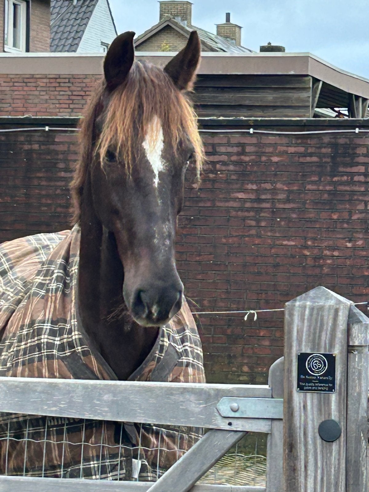 2 knappe merries als weidemaatje, Merrie, Minder dan 160 cm, Met stamboom, Niet van toepassing