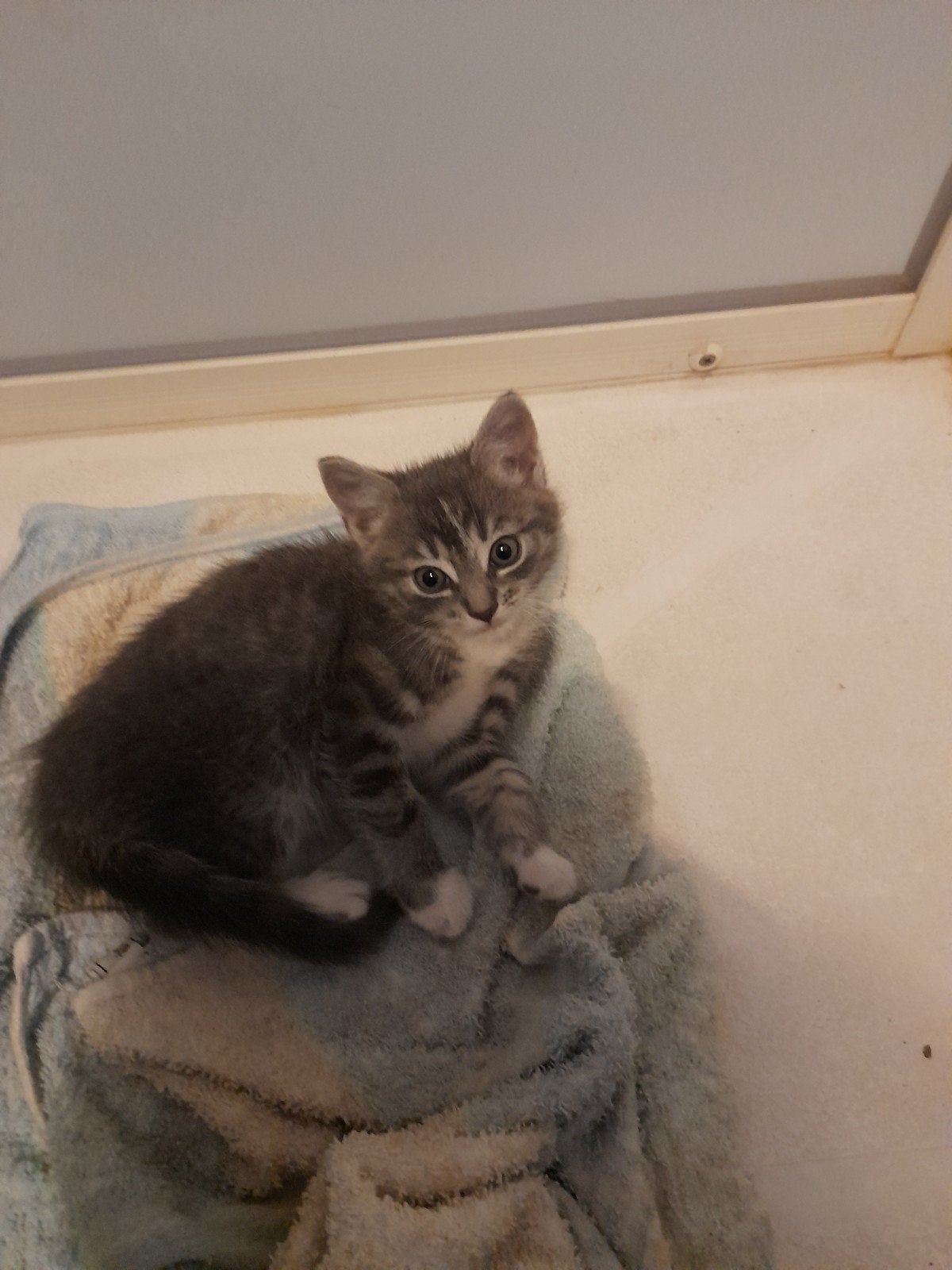 Kittens