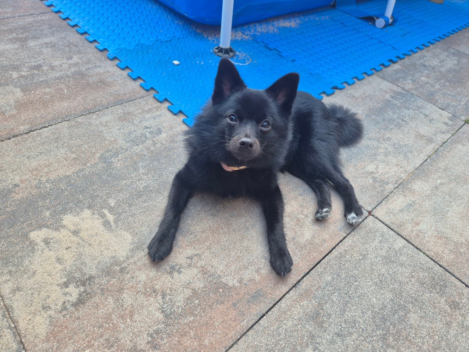 Pomsky Pup, Dieren en Toebehoren, 15 weken tot 1 jaar, Overige rassen, Teef, Parvo