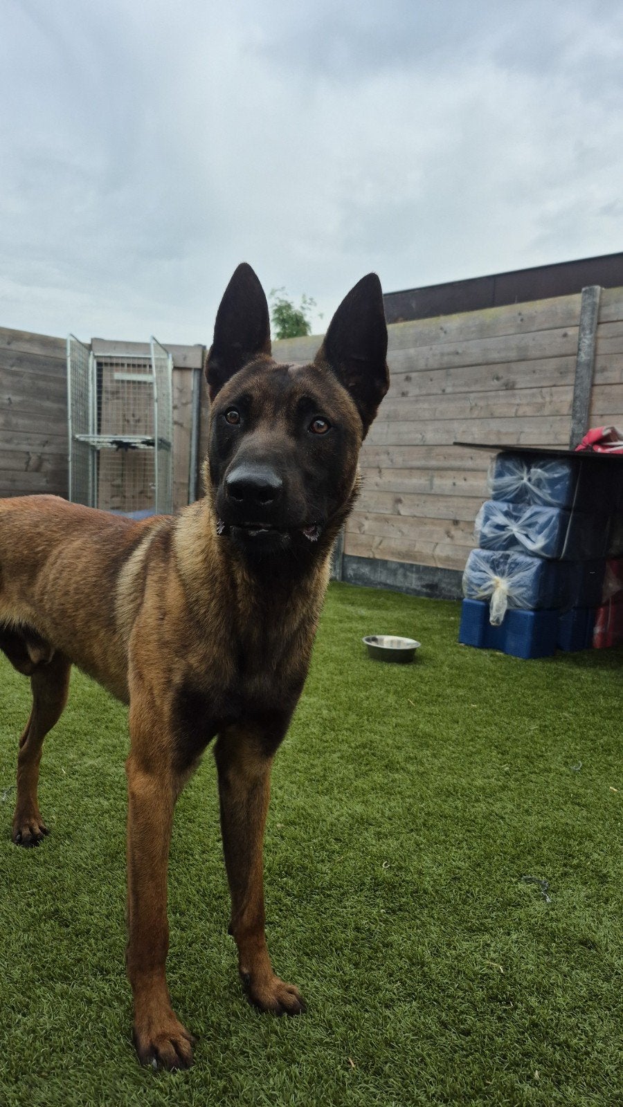 Mechelse Herder, Rabiës (hondsdolheid), Reu, 1 tot 2 jaar, Eén hond