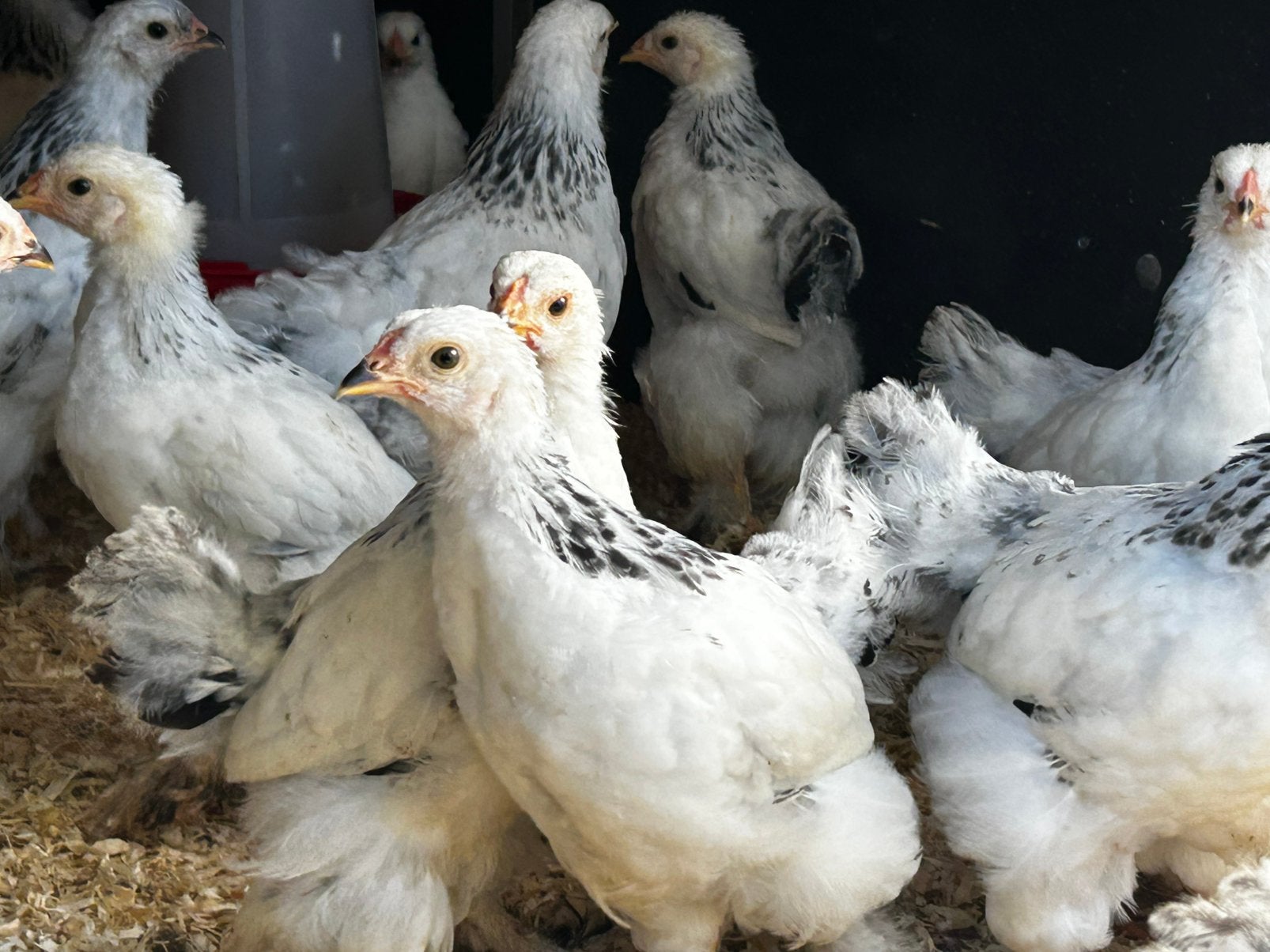 Brahma kuikens Zwart-Wit, Dieren en Toebehoren, Pluimvee, Meerdere dieren, Kip