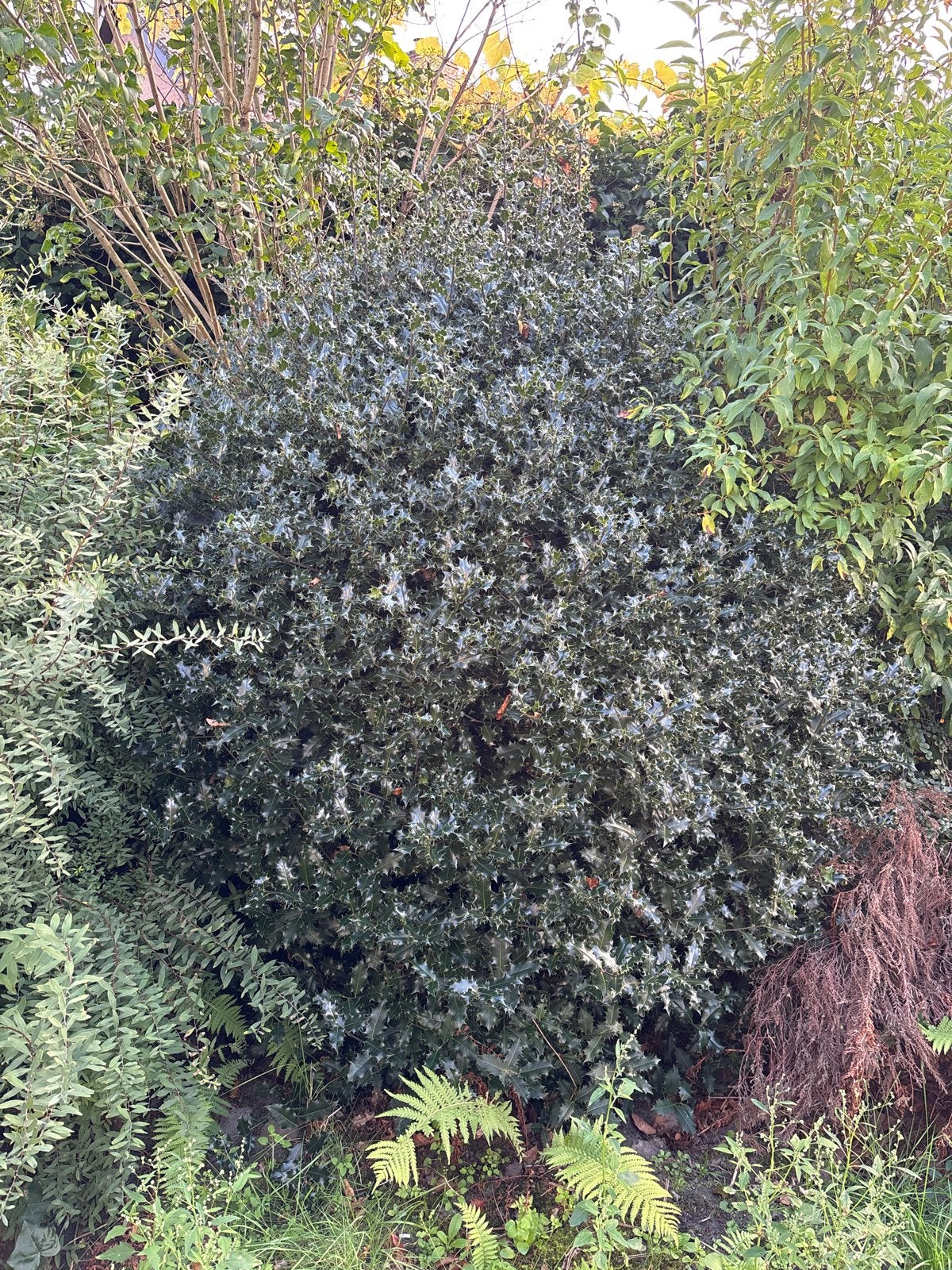 Hulst (Ilex aquifolium) - Wintergroene struik, Vaste plant, Bloeit niet, Halfschaduw, Ophalen