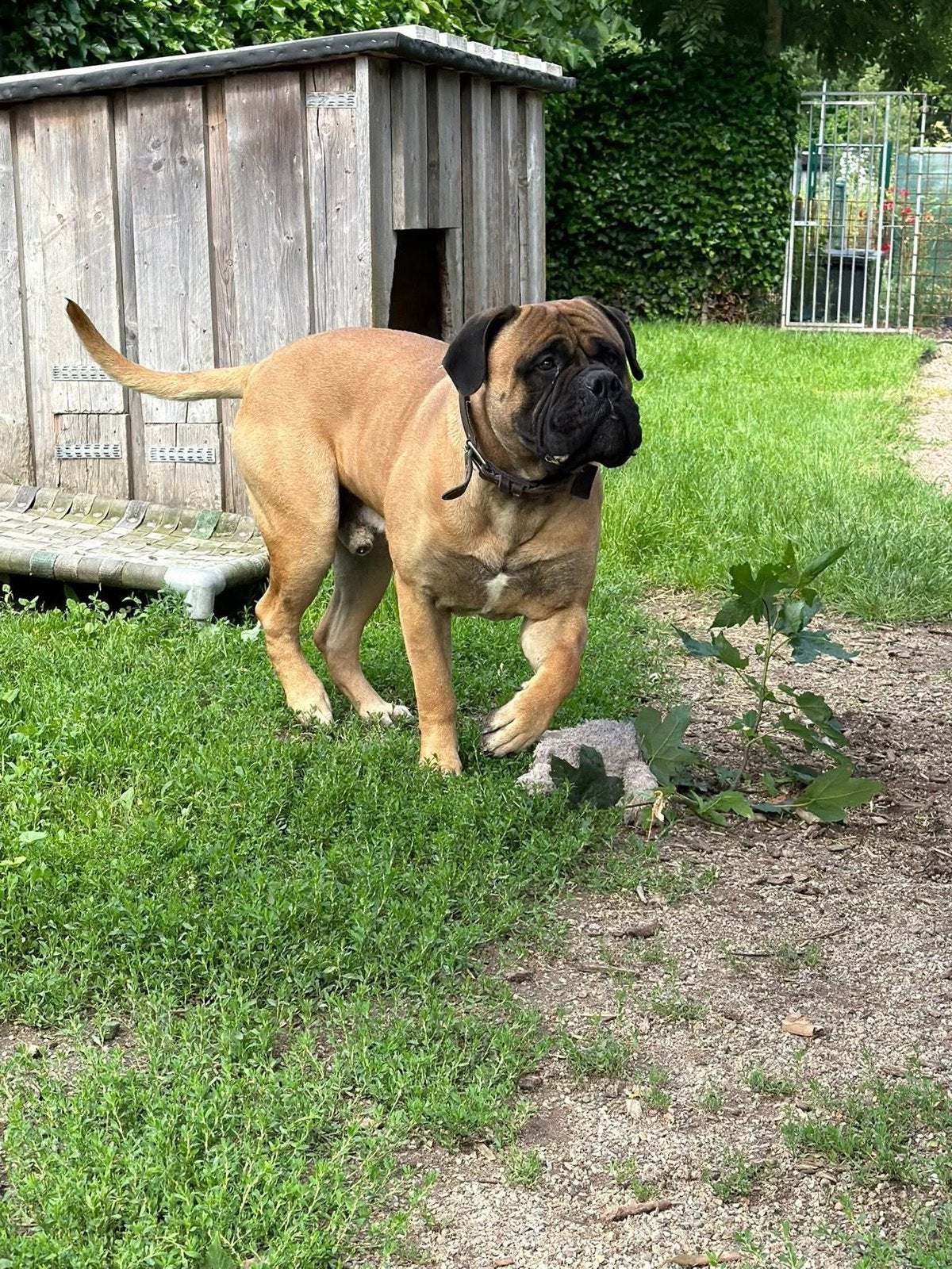 Bullmastiff dekreu, Dieren en Toebehoren, Honden | Bulldogs, Pinschers en Molossers, Nederland, CDV (hondenziekte), Meerdere, Fokker | Professioneel