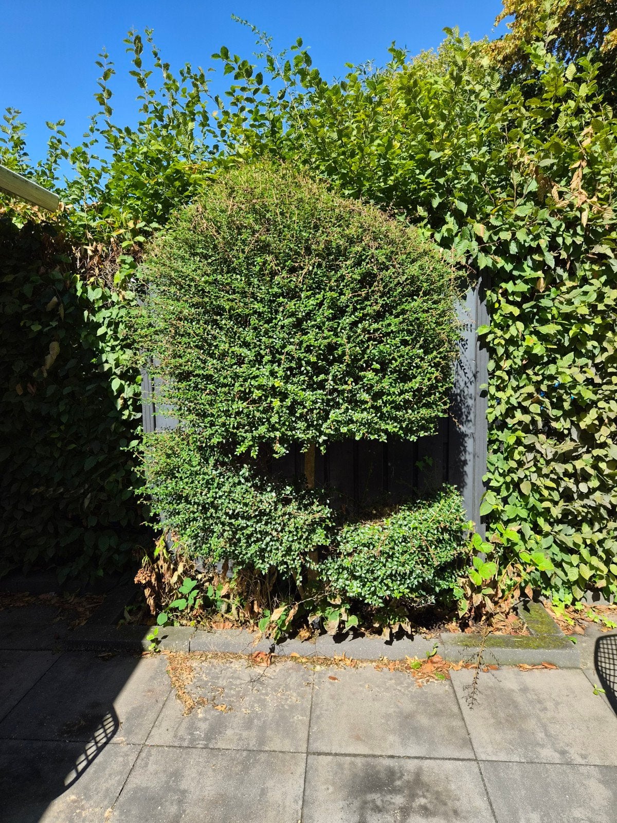 Diverse bomen en struiken voor uw tuin, Tuin en Terras, Ophalen of Verzenden