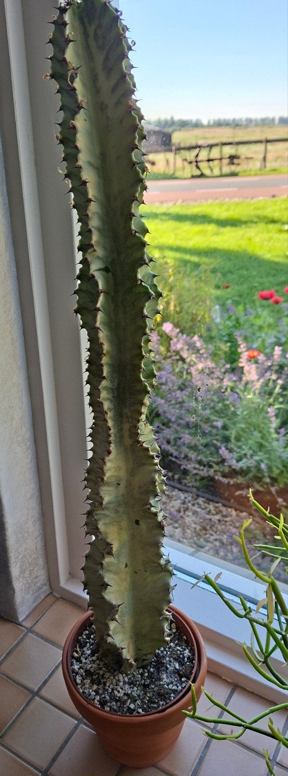 Euphorbia arythraeae, Ophalen of Verzenden, Volle zon, Overige soorten, Minder dan 100 cm