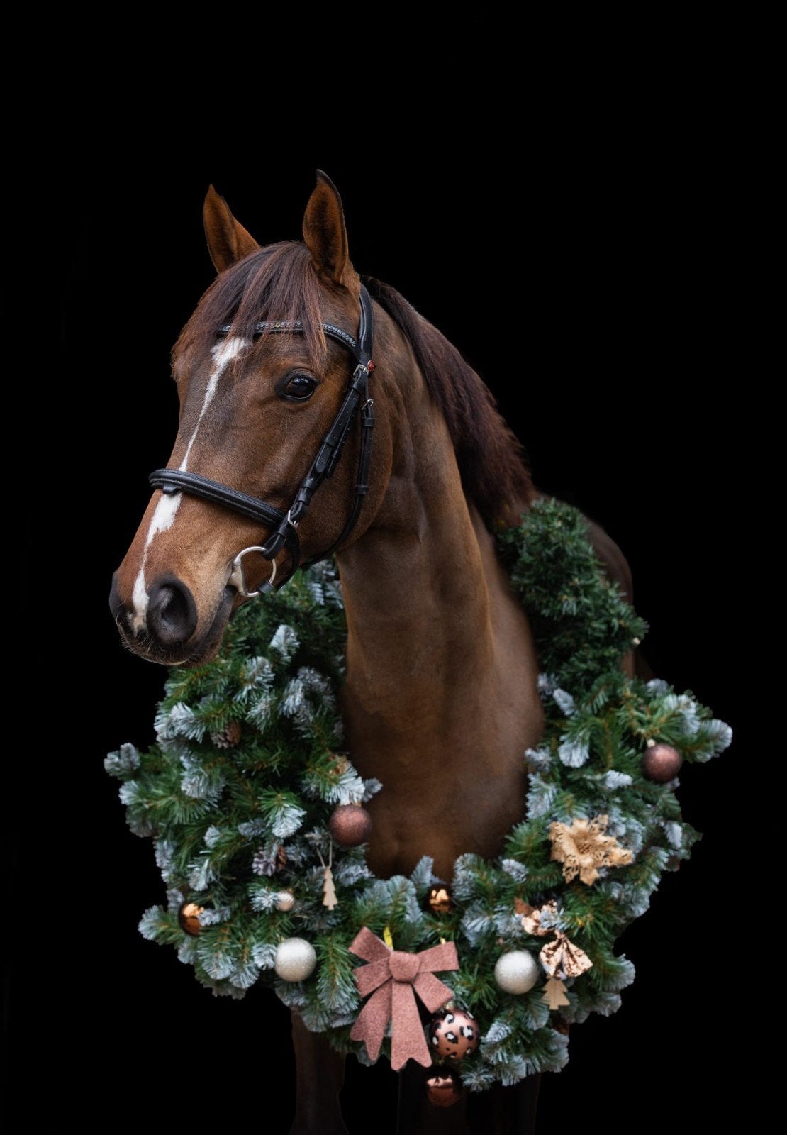 10 jarige D pony merrie 1.10.springen L dressuur, Merrie