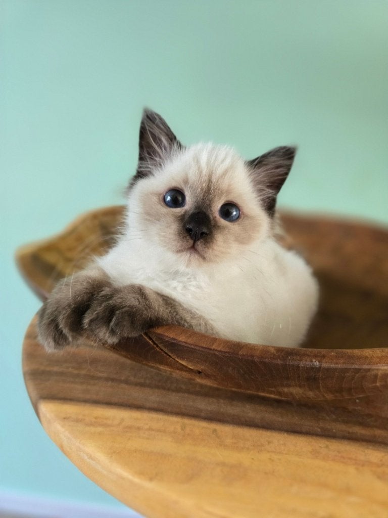 Zeer aanhankelijke Ragdoll kater mag bijna verhuizen, Kater, Gechipt, 0 tot 2 jaar
