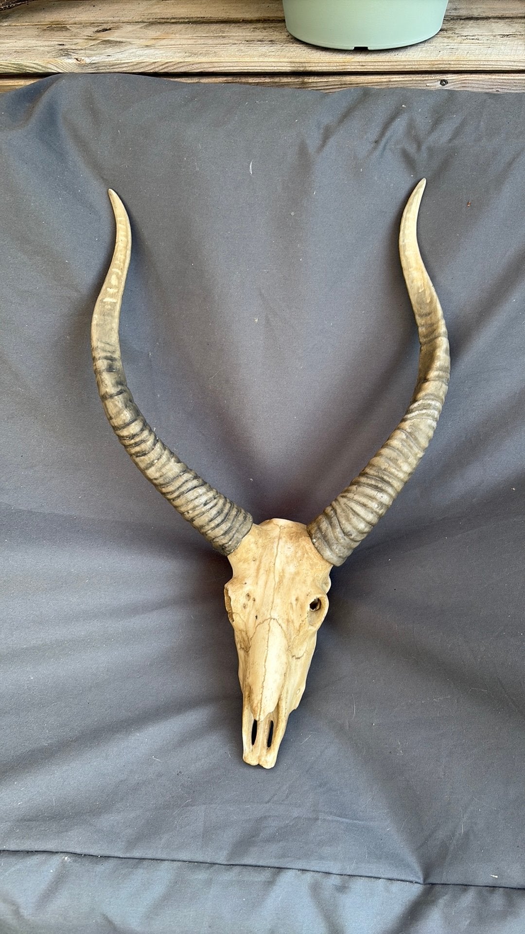 Dierenschedel polystone, Ophalen of Verzenden, Zo goed als nieuw, Beeldje of Figuurtje