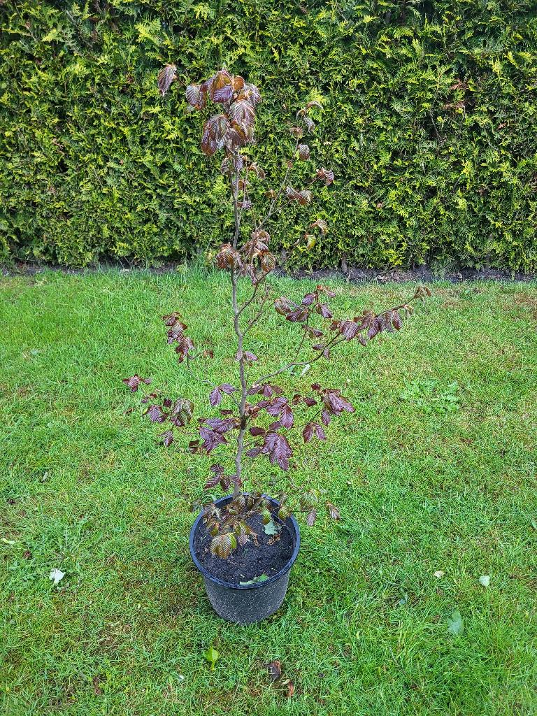 Rode beuk in pot, Overige soorten, 100 tot 250 cm, Ophalen, Volle zon